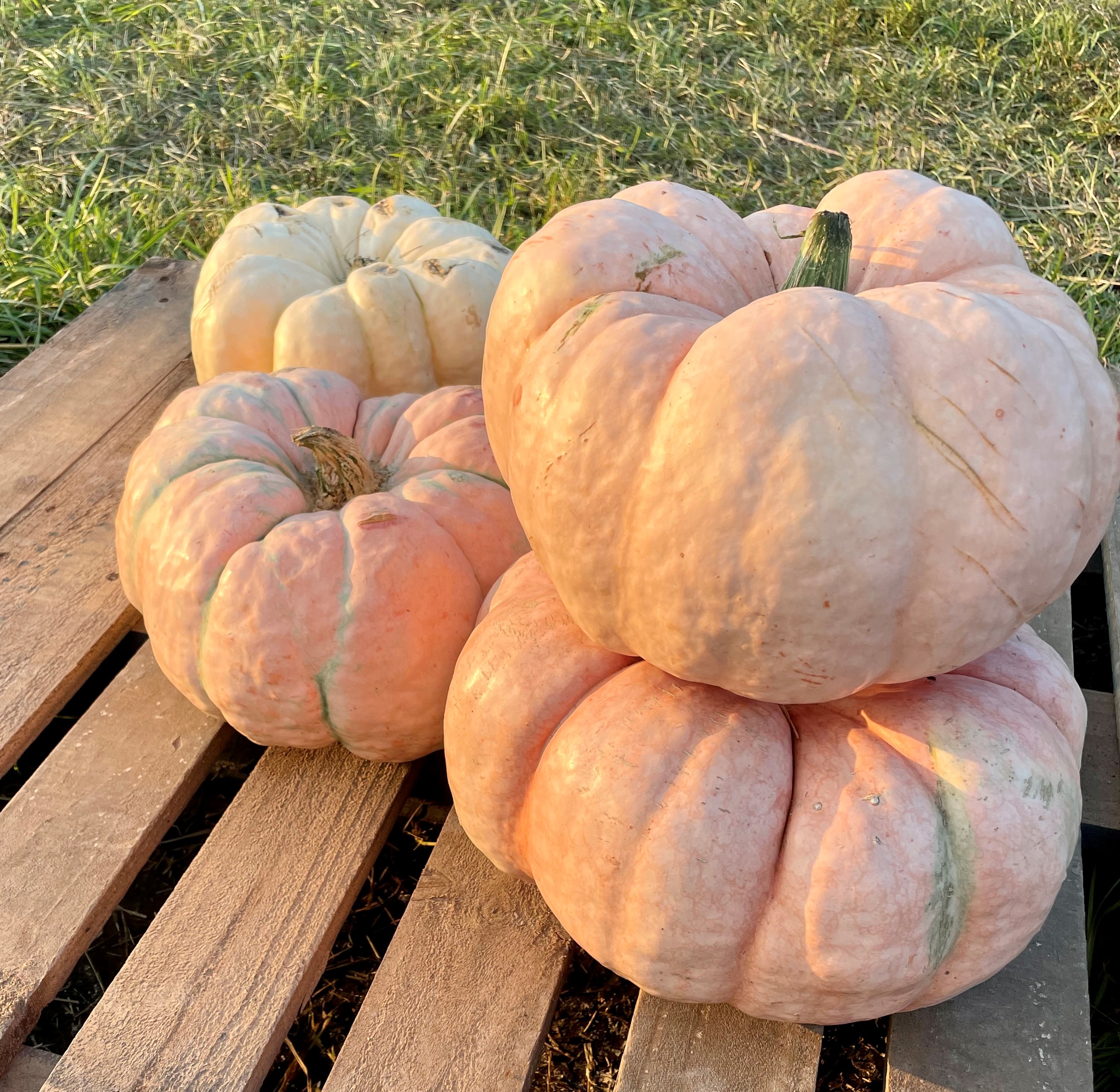 Spice up your home, garden with fall favorites